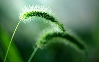 Green Plants Macro Wallpaper Full HD High Resolution