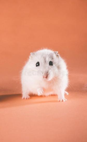 Photo Cute Jungar Hamster Walking Forward On A Colored Background