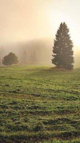 Divine Light In Meadow Wallpaper iPhone Android Desktop