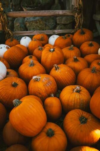 Fall Wallpaper With Pumpkins Background Pictures