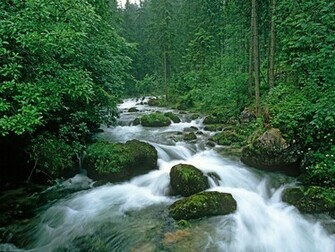 Wallpaper For Mac Desktop HD Forest