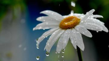 Rainy Spring Desktop Wallpaper Data Src HD