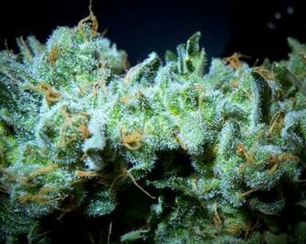 Weed Marijuana Wallpaper For Desktop Quoteko