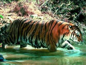 All Is Here Tiger HD Wallpaper Package Zip Theme For Windows