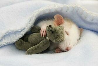 Funny And Cute Animals Cool Wallpaper