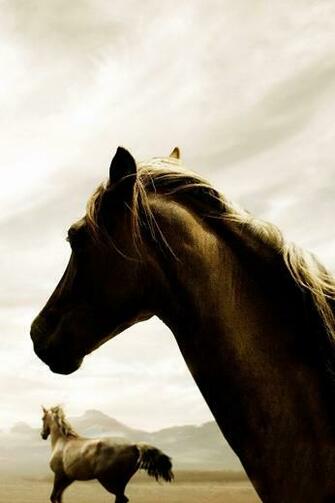 iPhone Ipod Wallpaper Horses