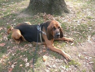 Bloodhounds Wallpaper Animal Literature