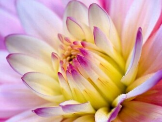 Flower Wallpaper Flowers
