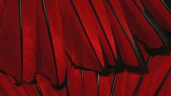 Wallpaper Black Red Flower Feather