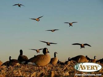 Waterfowl Wallpaper
