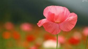 Pink Bonny Flower Wallpaper