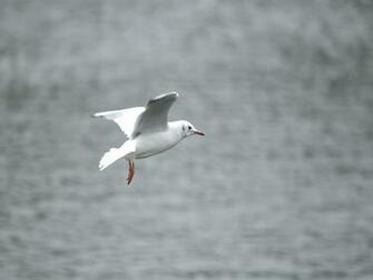Wallpaper Seagull Bird