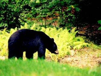 Desktop Background Net Animals Wallpaper Bear Black