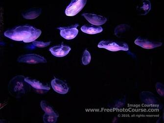 Moon Jellyfish Wallpaper HD Aurelia
