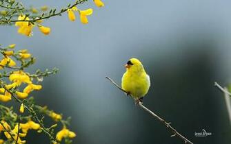 Colorful Bird Microsoft Official Wallpaper Animal