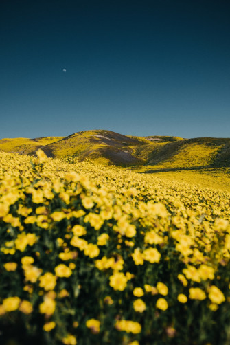 Yellow Flower Field Under Blue Sky During Daytime Photo
