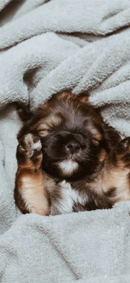 German Shepherd Puppy Sleeping iPhone Wallpaper