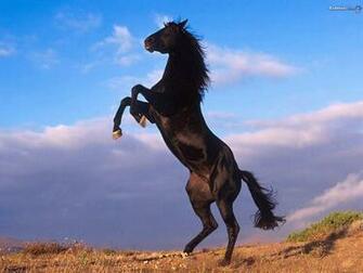 HD Animals Wallpaper Wild Horses Running