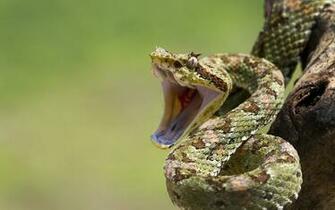 Viper Snake HD Wallpaper Net