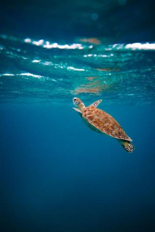 Best Quality Wallpaper Of Ocean 4k Turtle Sea
