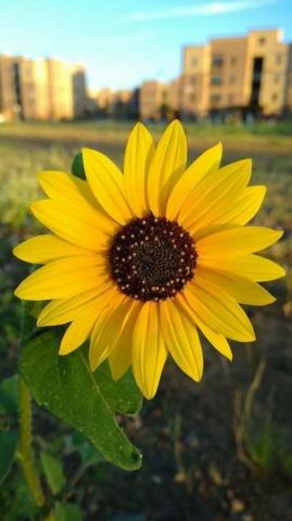 Jidalys Ribot Veguilla On Flowers Sunflower Pictures