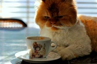Funny Cat Drink Coffee In The Morning Image High