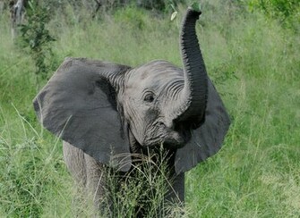 In Field Wallpaper Baby Elephant On Grass Picture