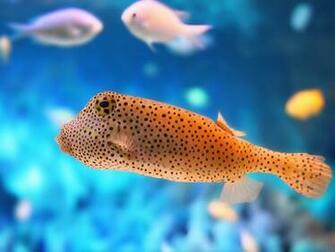 Sea Animal Wallpaper Most Beautiful Places In