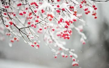 Brighten Up Your Winter Garden Organically Green