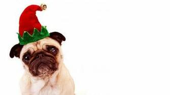 Cute Pug Wallpaper Funny Dog Background