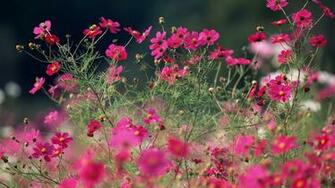 Pink And Pretty Cosmos Wallpaper