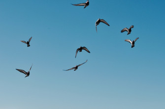 Flight Wing Flying Bird And 4k HD Wallpaper