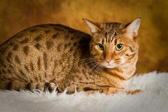 Cat Wallpaper Ocicat Purrfect Breeds