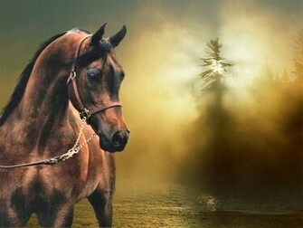 Bay Arabian Horse Wallpaper