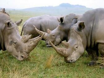 African Animal Wallpaper Pictures