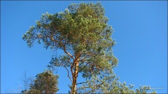 Wallpaper Pine Tree Background