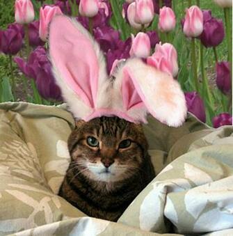 In Pink Ears But The Background Really Makes It Feel Like Spring