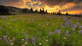 Lovely Wildflower Wallpaper Px