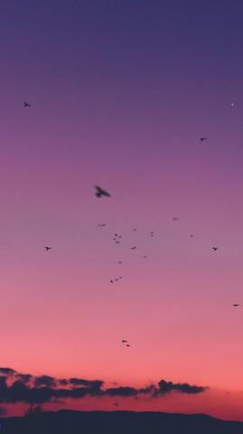 Wallpaper Sky Sunset Birds iPhone 6s