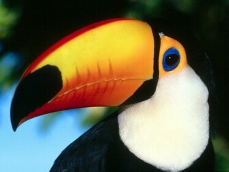 Toco Toucan Wallpaper HD