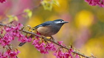 Birds And Trees Wallpaper
