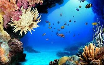 Aquarium Wallpaper And Screensaver
