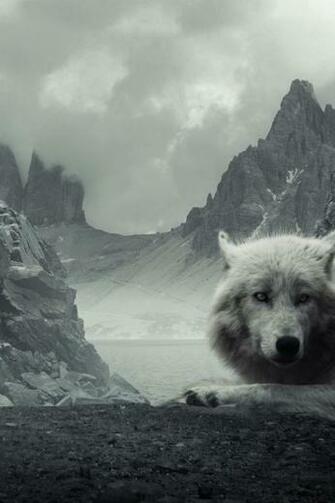 iPhone Background Wolf From Category Abstract Wallpaper For