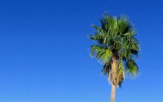 Palm Tree Desktop Wallpaper