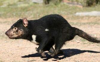 Tasmanian Devil Wallpaper