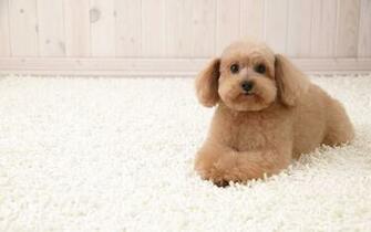 Puppy Wallpaper And Screensavers