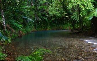 Rain Forest Background