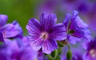 Purple Flower Wallpaper HD Background Desktop