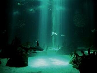 Cool Ocean Life Wallpaper