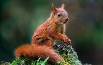 Wallpaper Nature Pose Animal Stone Moss Protein